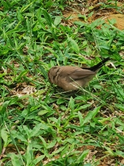 Estrilda troglodytes