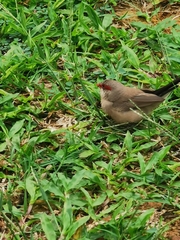 Estrilda troglodytes