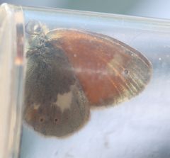 Coenonympha rhodopensis
