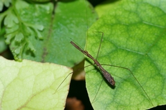 Ploiaria antipodum