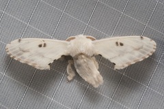 Penicillifera apicalis