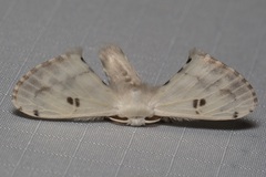 Penicillifera apicalis