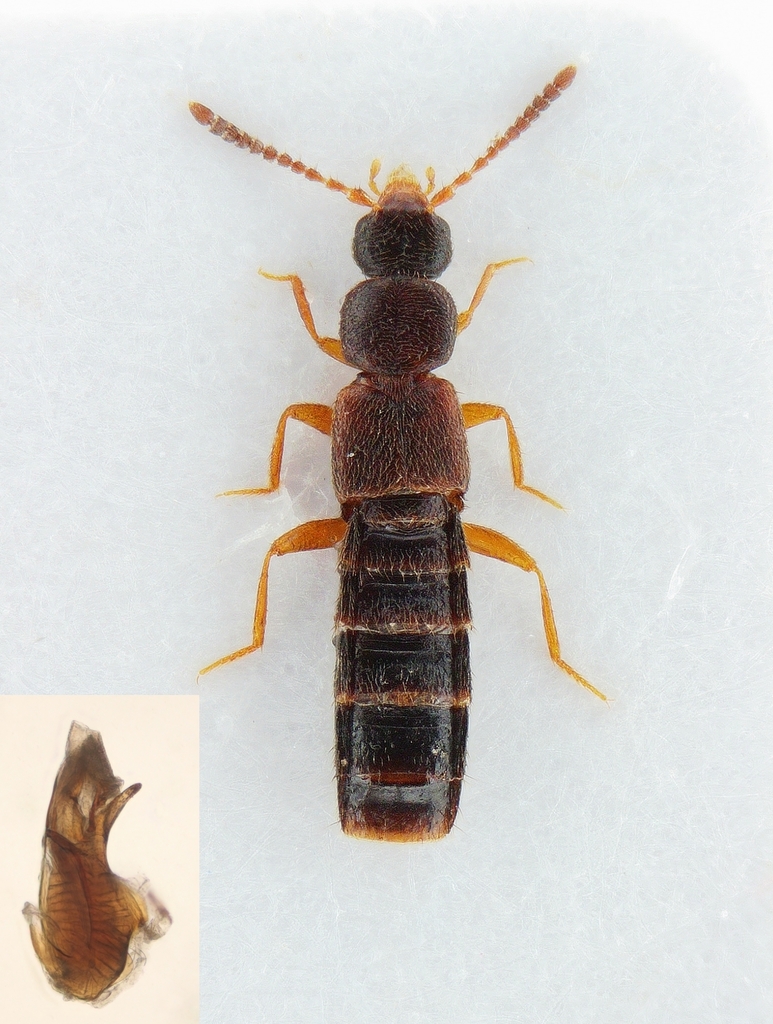Dinaraea linearis