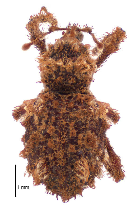 Phrynixodes
