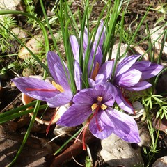 Crocus sativus