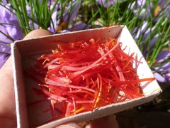 Crocus sativus