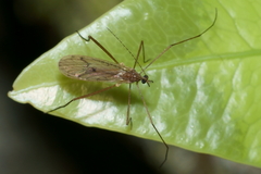 Amphineurus insulsus