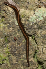 Australopacifica mariae
