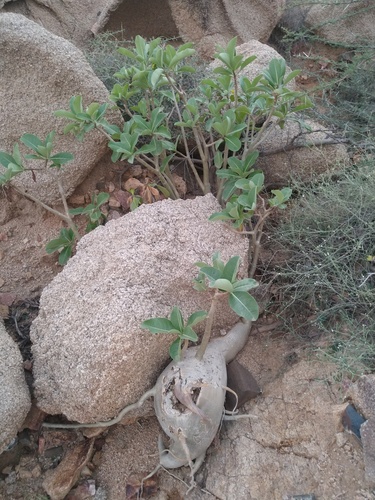desert rose