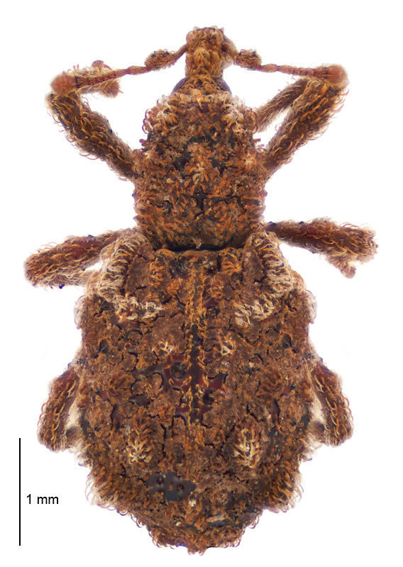 Phrynixus