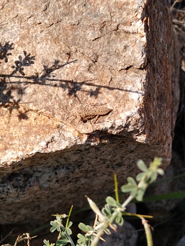 Elaea gestroi