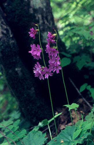 Primula jesoana iNat (3)