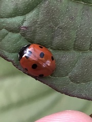 Coccinella septempunctata