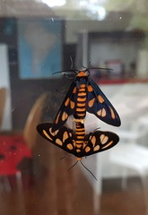 Amata annulata
