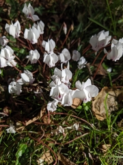 Cyclamen