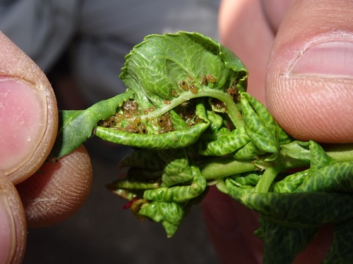 Short Tailed Almond Aphid Brachycaudus Amygdalinus · Inaturalist