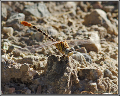 Erpetogomphus compositus