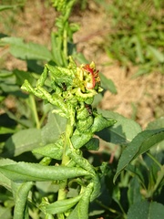 Brachycaudus amygdalinus