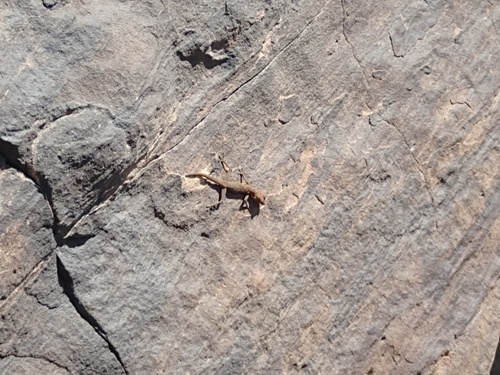 Yellow Fan-fingered Gecko