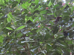 Syzygium papyraceum