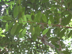 Syzygium papyraceum