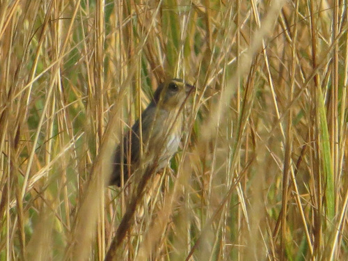 Ammospiza caudacuta