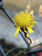 Senecio inaequidens