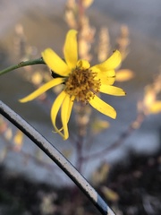 Senecio inaequidens
