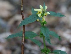 Lamium galeobdolon flavidum
