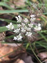 Daucus carota