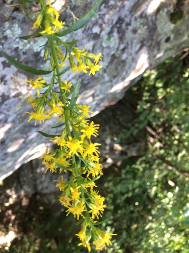 Image of Solidago randii by no rights reserved