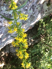 Solidago randii