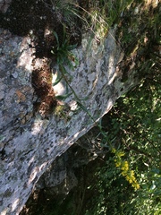 Solidago randii