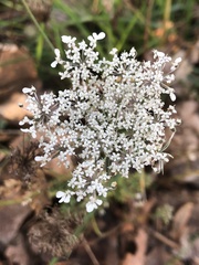Daucus carota