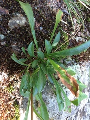 Solidago randii