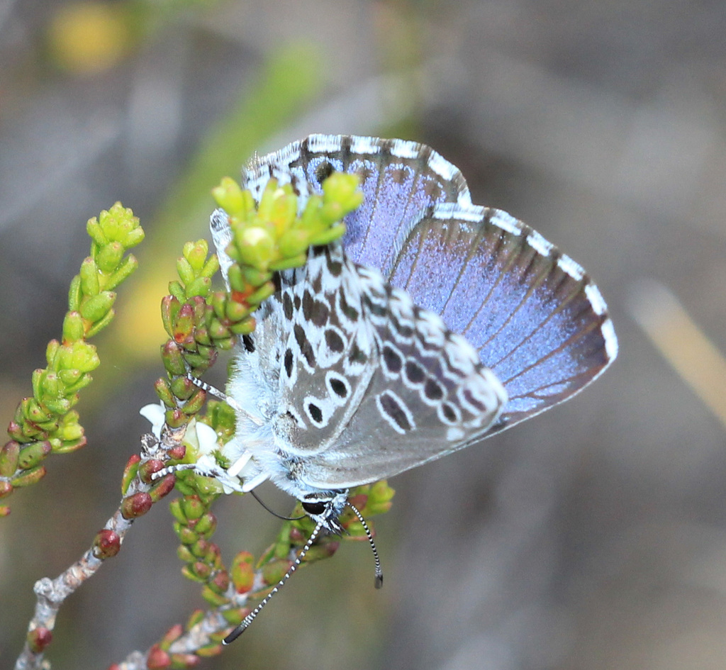 Lepidochrysops gydoae