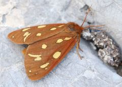 Arctia aulica