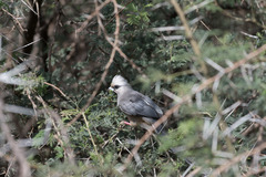 Colius leucocephalus