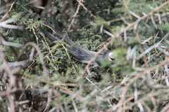 Colius leucocephalus