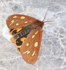 Arctia aulica