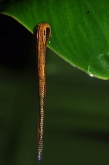 Haemadipsa picta