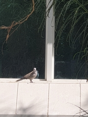 Streptopelia decaocto