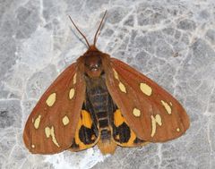 Arctia aulica