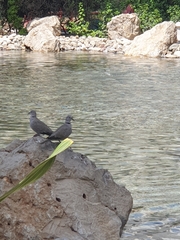 Streptopelia decaocto