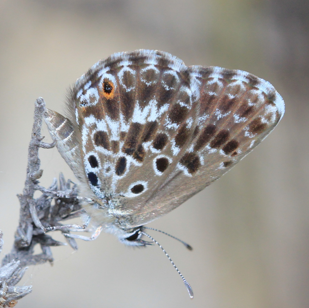 Duke's blue