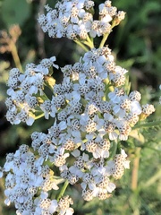 Achillea millefolium