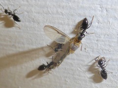 Technomyrmex jocosus