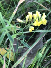 Medicago falcata