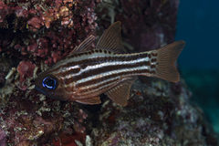 Ostorhinchus compressus