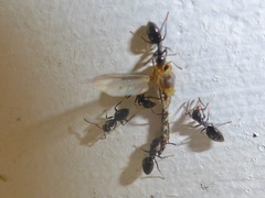 Technomyrmex jocosus